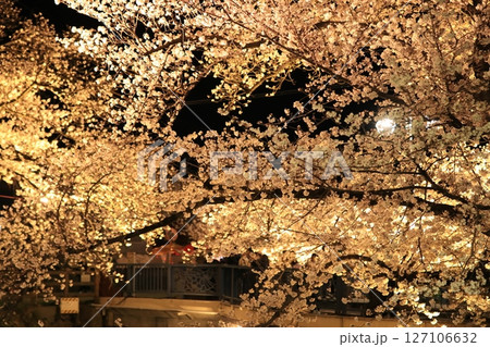 夜桜 夜桜 127106632