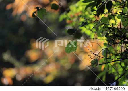 秋の森景色　緑の葉と紅葉 127106900
