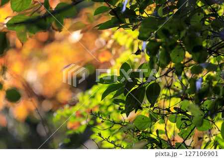 秋の森景色　緑の葉と紅葉 127106901