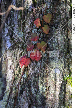 秋の森景色 赤く色付いた蔦の葉 秋の森景色 赤く色付いた蔦の葉 127106904