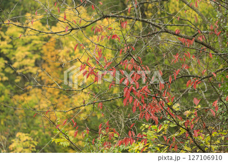 秋の森景色 赤い桜の葉と黄葉の森 秋の森景色 赤い桜の葉と黄葉の森 127106910