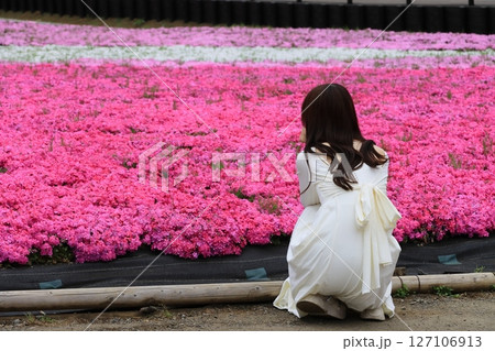 丘一杯に咲いた芝桜 満開の芝桜を眺める女性 丘一杯に咲いた芝桜 満開の芝桜を眺める女性 127106913