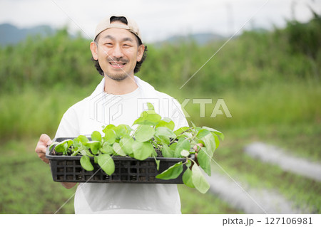 畑でナスの苗植え作業する髭の男性 農家や農業で働くする人のイメージ カメラ目線 畑でナスの苗植え作業する髭の男性 農家や農業で働くする人のイメージ カメラ目線 127106981