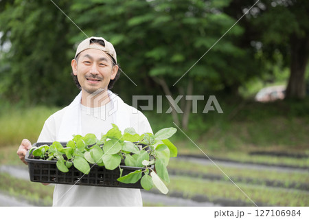 畑でナスの苗植え作業する髭の男性 農家や農業で働くする人のイメージ カメラ目線 畑でナスの苗植え作業する髭の男性 農家や農業で働くする人のイメージ カメラ目線 127106984