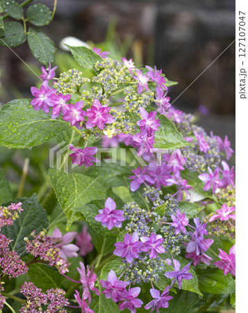 雨に濡れたガクアジサイ 127107047