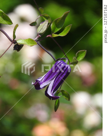 下向きに咲くキンポウゲ科の「クレマチス・ロウグチ（篭口）」 127107162