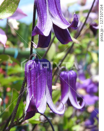 下向きに咲くキンポウゲ科の「クレマチス・ロウグチ（篭口）」 127107164