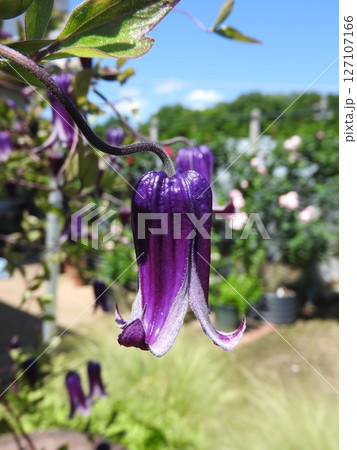 下向きに咲くキンポウゲ科の「クレマチス・ロウグチ(篭口)」 下向きに咲くキンポウゲ科の「クレマチス・ロウグチ(篭口)」 127107166