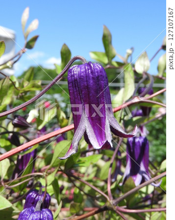 下向きに咲くキンポウゲ科の「クレマチス・ロウグチ（篭口）」 127107167