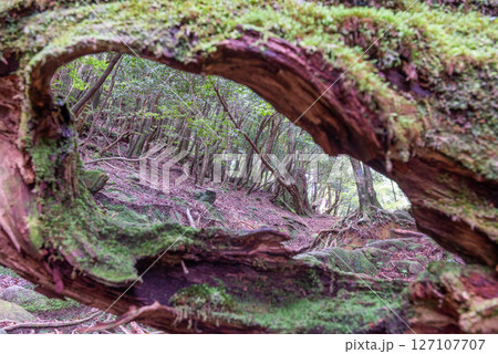 屋久島白谷雲水峡　神が宿る森の窓(6月 127107707