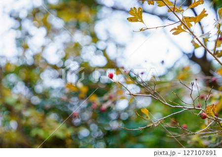木漏れ日バックに見るきれいに熟した赤い実の情景 127107891
