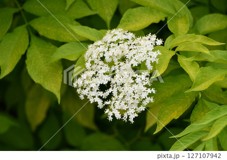 セイヨウニワトコ Elder セイヨウニワトコ Elder 127107942