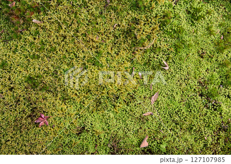 平家物語ゆかりのお寺、苔の寺として有名な京都嵯峨野の祇王寺の苔 127107985
