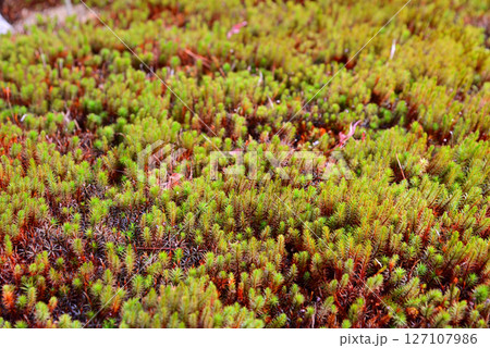 平家物語ゆかりのお寺、苔の寺として有名な京都嵯峨野の祇王寺の苔 127107986