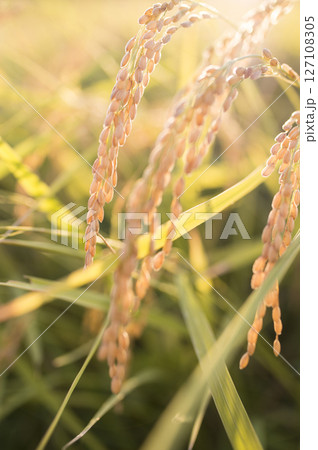 黄金色に実る収穫前の稲穂 127108305