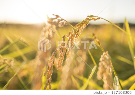 黄金色に実る収穫前の稲穂 黄金色に実る収穫前の稲穂 127108306