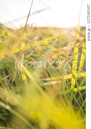 黄金色に実る収穫前の稲穂 127108307
