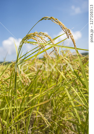 黄金色に実る収穫前の稲穂 黄金色に実る収穫前の稲穂 127108313