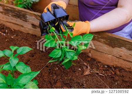 Gardener in gloves carefully transfers seedlings pepper into garden soil, nurturing their backyard plants Gardener in gloves carefully transfers seedlings pepper into garden soil, nurturing their backyard plants 127108592