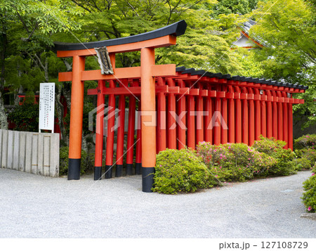 立ち並ぶ鮮やかな朱色の鳥居 立ち並ぶ鮮やかな朱色の鳥居 127108729