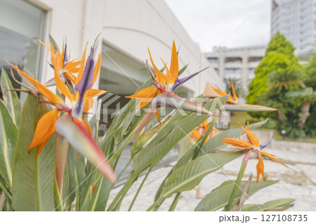華やか ゴクラクチョウカ ストレリチア 極楽鳥花 華やか ゴクラクチョウカ ストレリチア 極楽鳥花 127108735