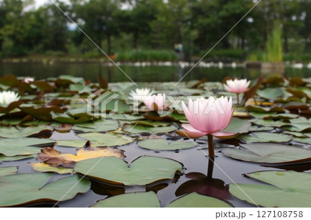 鳥取　四季の散歩　夏　花 　あやめ 127108758