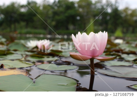 鳥取　四季の散歩　夏　花 　あやめ 127108759
