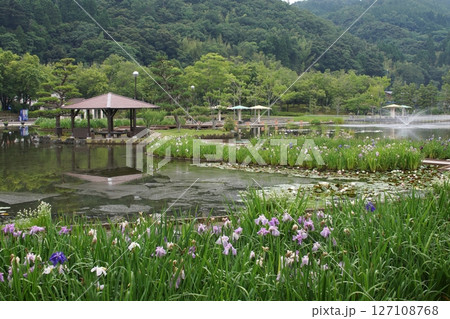 鳥取　四季の散歩　夏　花 　あやめ 127108768