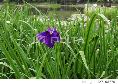 鳥取　四季の散歩　夏　花 　あやめ 127108770