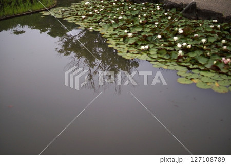 鳥取　四季の散歩　夏　花 　あやめ 127108789