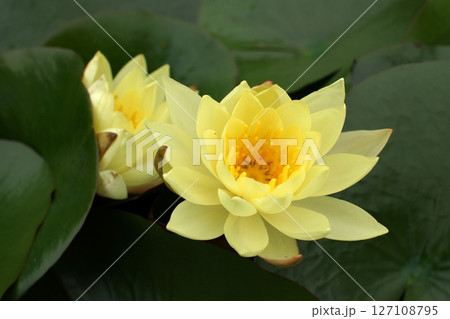 鳥取　四季の散歩　夏　花 　あやめ 127108795