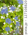 雨に濡れた美しい紫陽花 127108820