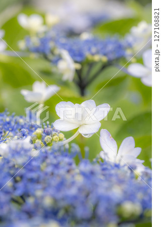 雨に濡れた美しい紫陽花 127108821