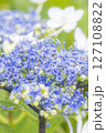 雨に濡れた美しい紫陽花 127108822
