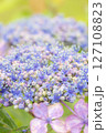 雨に濡れた美しい紫陽花 127108823