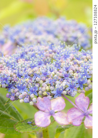 雨に濡れた美しい紫陽花 127108824
