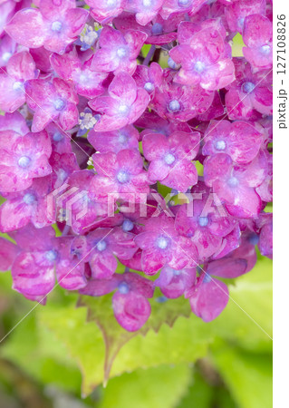 雨に濡れた美しい紫陽花 127108826