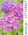 雨に濡れた美しい紫陽花 127108827