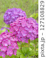 雨に濡れた美しい紫陽花 127108829