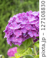 雨に濡れた美しい紫陽花 127108830