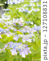 雨に濡れた美しい紫陽花 127108831