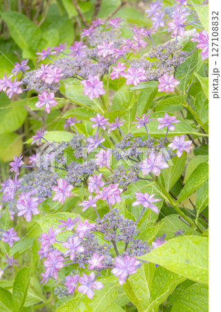 雨に濡れた美しい紫陽花 雨に濡れた美しい紫陽花 127108832