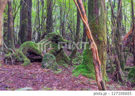 屋久島白谷雲水峡　象にそっくりな木の株(秋 127108885