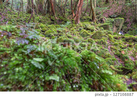 屋久島白谷雲水峡 苔が日本一きれいな森(秋 屋久島白谷雲水峡 苔が日本一きれいな森(秋 127108887