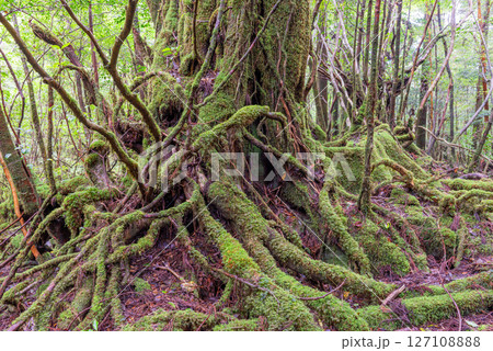 屋久島白谷雲水峡　苔が日本一きれいな森(秋 127108888
