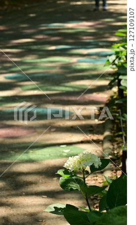 木漏れ日に照らされる紫陽花 127109107