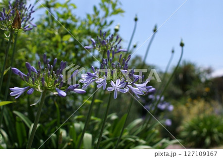 鳥取　四季の散歩　夏　湖山池　ナチュラルガーデン 127109167