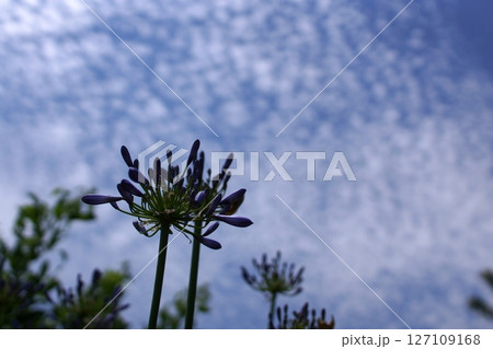 鳥取　四季の散歩　夏　湖山池　ナチュラルガーデン 127109168