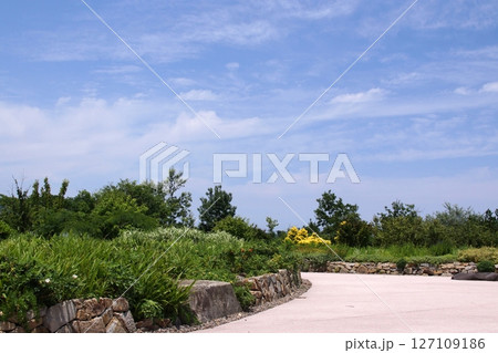 鳥取　四季の散歩　夏　湖山池　ナチュラルガーデン 127109186