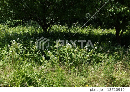 鳥取　四季の散歩　夏　湖山池　ナチュラルガーデン 127109194